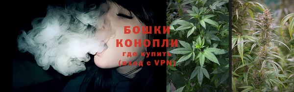 прущие грибы Гусев